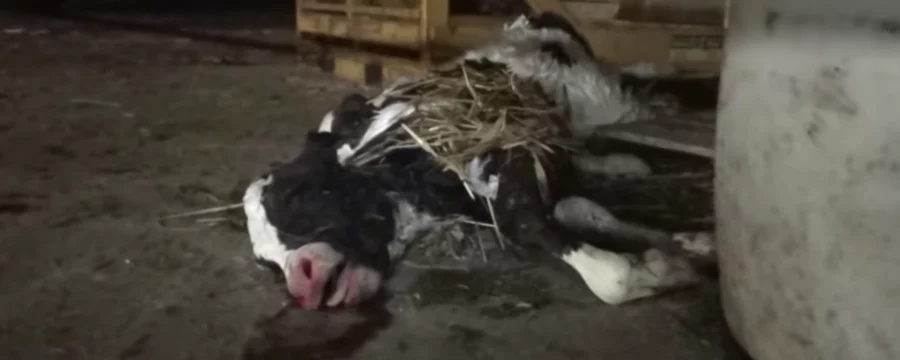 Discarded male calf